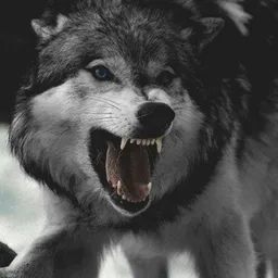 ๖ۣۜλℓթસવ🐺🥀🔥